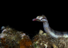 Banded Pipefish photo 2