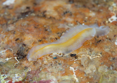 Leptoplana tremellaris