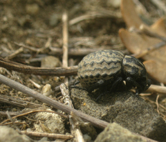 Brachycerus lutulentus