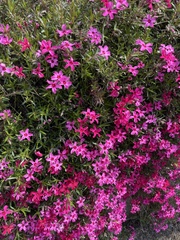 Magnoliopsida