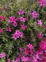 Magnoliopsida