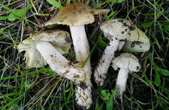 Pseudosperma sororium