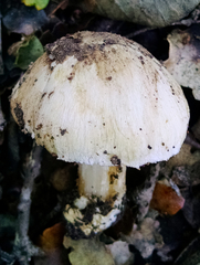 Pseudosperma sororium