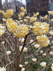 Edgeworthia