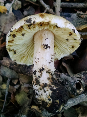 Pseudosperma sororium