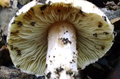 Pseudosperma sororium