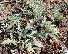 Ambrosia grayi