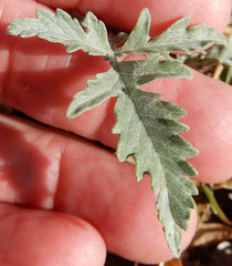 Ambrosia grayi