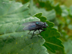 Sarconesiopsis magellanica