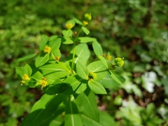 Euphorbia hyberna