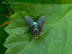 Sarconesiopsis magellanica