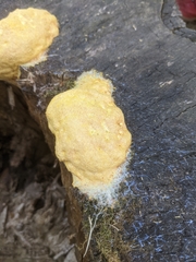 Fuligo septica