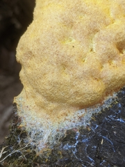 Fuligo septica