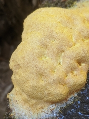 Fuligo septica