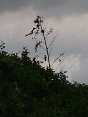 Rupornis magnirostris