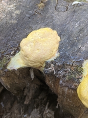 Fuligo septica