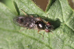 Platycheirus albimanus