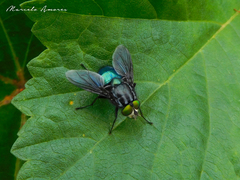 Sarconesiopsis magellanica