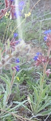 Anchusa undulata