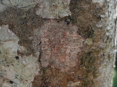 Arthonia cinnabarina