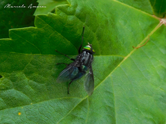Sarconesiopsis magellanica
