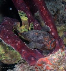 Antennarius multiocellatus