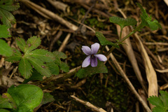 Viola abyssinica