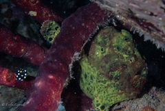 Antennarius multiocellatus