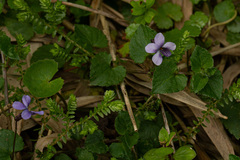 Viola abyssinica