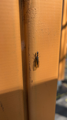 Raphidiinae