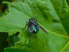 Sarconesiopsis magellanica