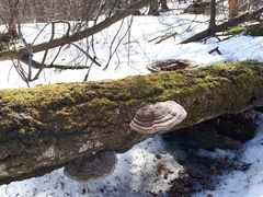 Ganoderma applanatum