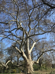 Platanus