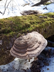 Ganoderma applanatum