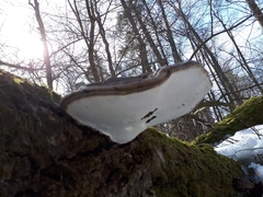Ganoderma applanatum