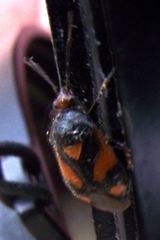Deraeocoris schach