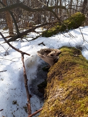 Ganoderma applanatum