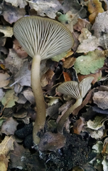 Clitocybe metachroa