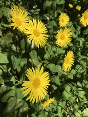 Doronicum × excelsum