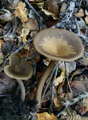 Clitocybe metachroa