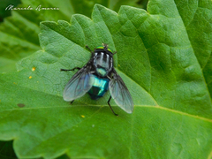 Sarconesiopsis magellanica