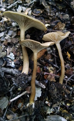 Clitocybe metachroa