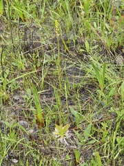 Aletris lutea image