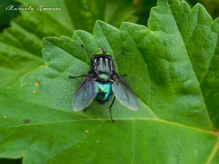 Sarconesiopsis magellanica