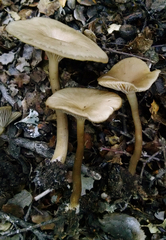 Clitocybe metachroa