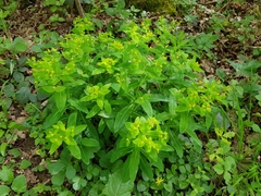 Euphorbia hyberna