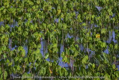 Montrichardia linifera