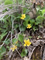 Viola lobata integrifolia