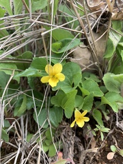 Viola lobata integrifolia