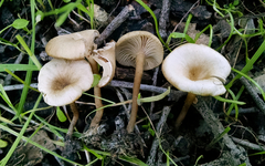 Clitocybe metachroa